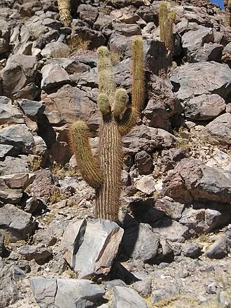 Leucostele atacamensis